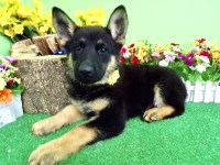 Chicago German Shepherd Pups. BIG, OLD FASHION TYPE German Shepherd Dog for sale/adoption