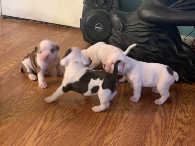 Exotic Bully Pups for sale