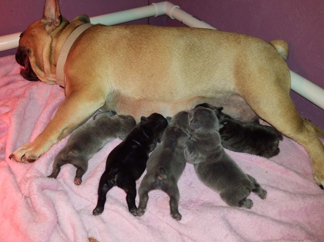 31 HQ Pictures Newborn French Bulldog For Sale - Beautiful Blue French Bulldog Puppies Girls Ready Now