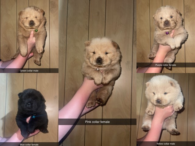 chow puppies for sale