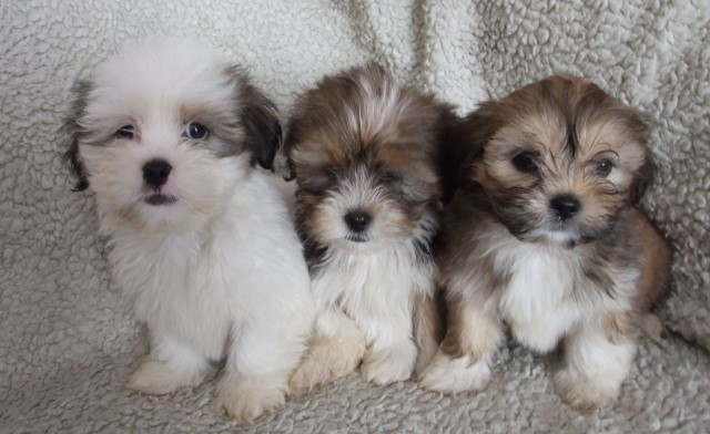 Lhasa Apso Puppies (AKC)