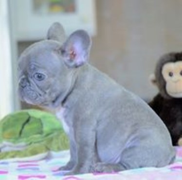 French Bulldog Puppies Ready Now!!