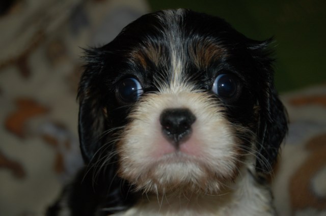 Cavalier King Charles Spaniel Puppy Dog For Sale In