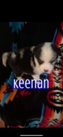 Male Aussie Husky Puppy Siberian Husky for sale/adoption