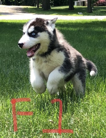 10 week old Siberian husky puppies