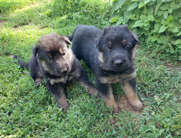 German Shepherd Dog puppy for sale + 66612