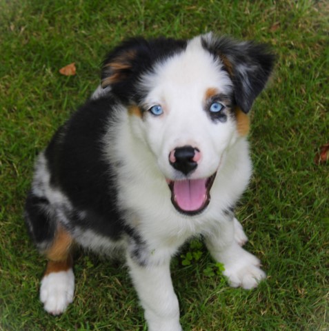 AKC registered Andante