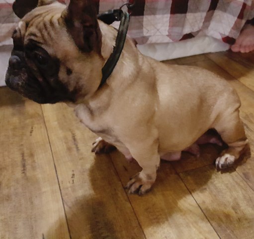 French Bulldog puppy for sale + 59826