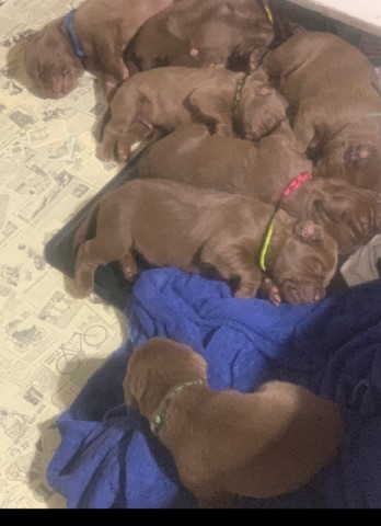 Chocolate Labrador Retriever Puppies