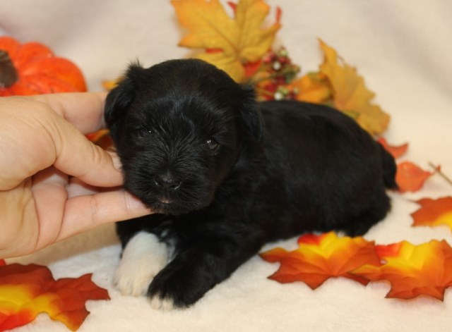 Miniature Schnauzer puppy for sale + 50467