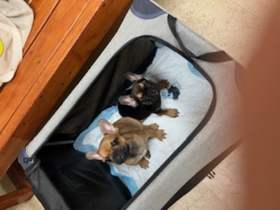 AKC French Bulldog Puppies