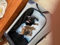 AKC French Bulldog Puppies French Bulldog for sale/adoption