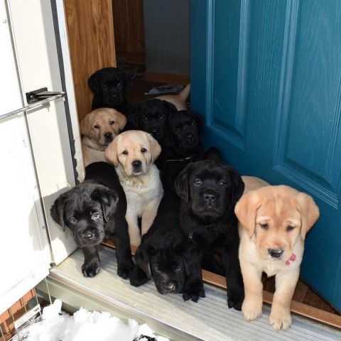 Purebred Labrador Retriever Puppies for Adoption