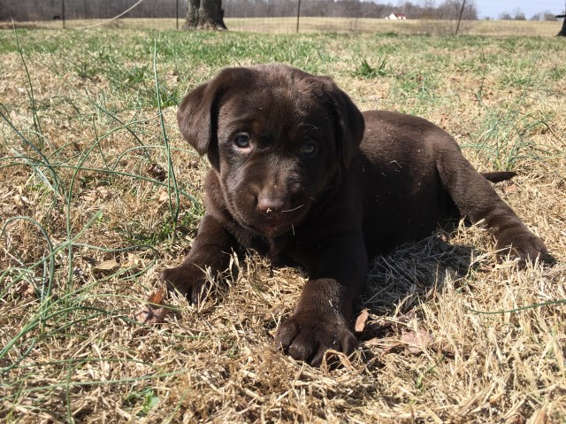 AKC Registerd Lab Puppies-Yellow & Chocolate  - Ready now!!!