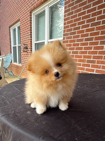 CKC Pomeranian DUTCH