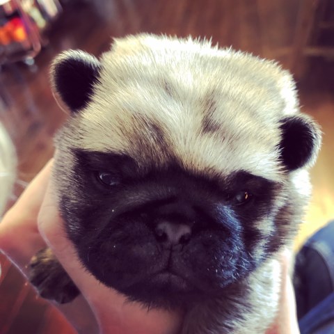 Pug puppy for sale + 56018