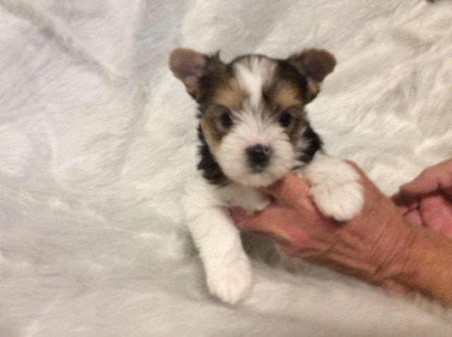 Yorkshire Terrier puppy for sale + 59065