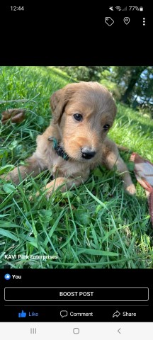 Goldendoodle puppy for sale + 63938