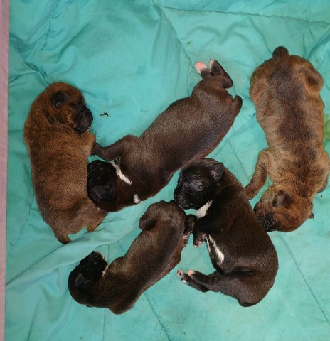 Boxer puppy for sale + 48126