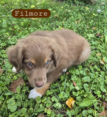ASDR miniature male Aussies bd 7-1-24 call 231 821 2603