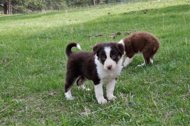 Border Collie puppy dog for sale in Custer, South Dakota