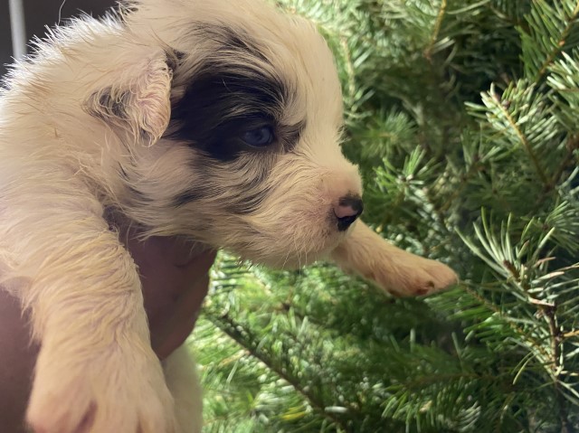 Australian Shepherd Dog puppy for sale + 64805