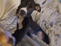 Pitbull puppy for sale American Pit Bull Terrier for sale/adoption