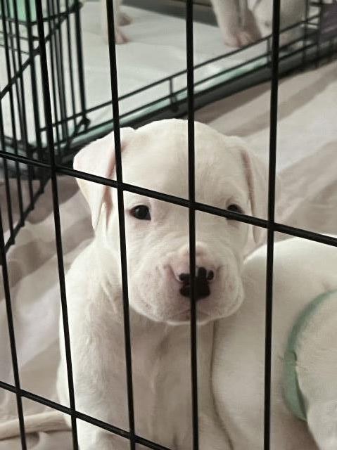 Dogo Argentino puppies