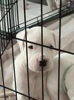 Dogo Argentino puppies Dogo Argentino for sale/adoption