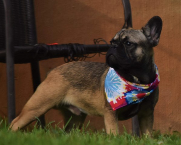 French Bulldog puppy dog for sale in Culpeper, Virginia
