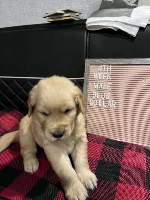 Golden Retriever puppy for sale + 62600
