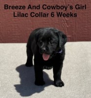 AKC Black Female Labrador Puppy Labrador Retriever for sale/adoption