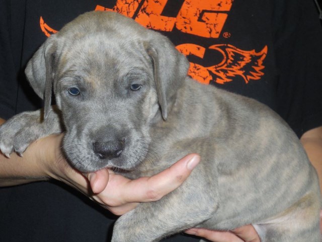 Great Dane Blue Brindle