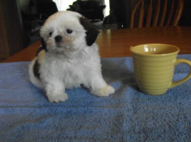 My name is Opie, and I'm an ADORABLE AKC SHIH-TZU BABY BOY!