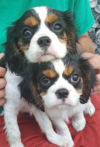 Cavalier King Charles Spaniel puppy for sale + 53714
