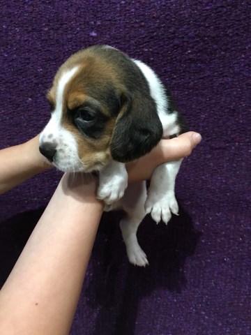 Beagle puppy for sale + 49438