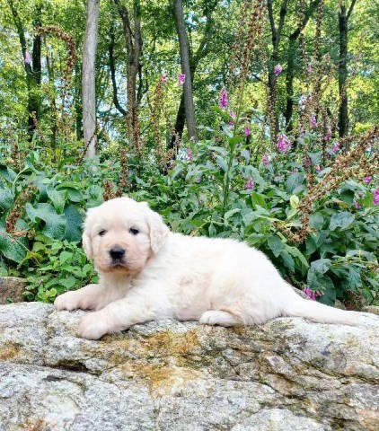 Golden Retriever puppy for sale + 67127