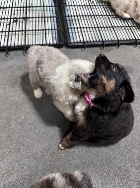 Australian Shepherd Dog puppy for sale + 66094