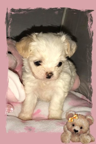 Shih Tzu puppy for sale + 49167