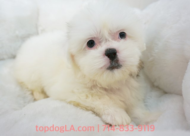 Mal-shi Puppy - Female - Elaine ($799)