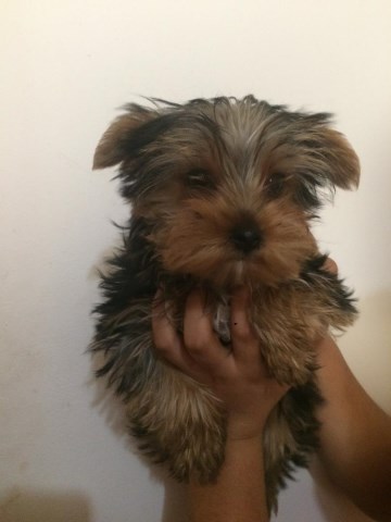 Yorkshire Terrier Puppy-Male CKC