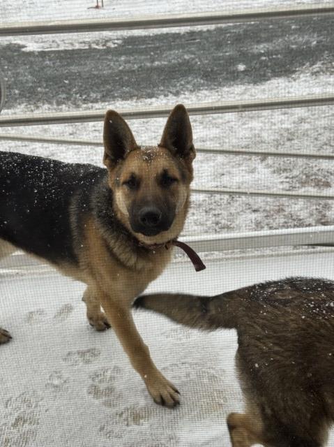 German Shepherd Dog puppy for sale + 67067