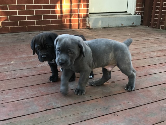 Cane Corso puppy for sale + 47145