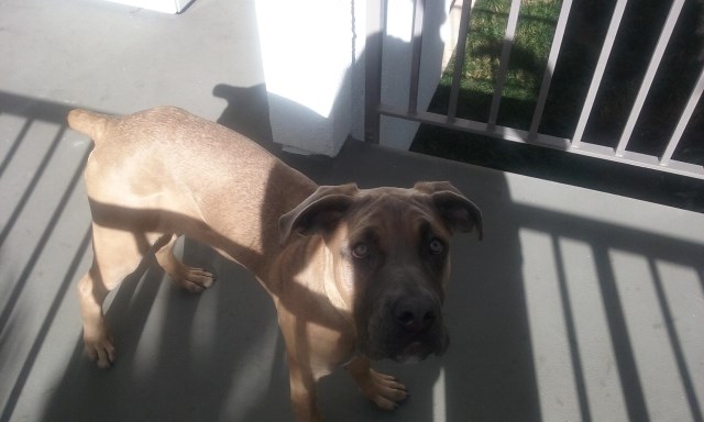 Cane Corso puppy for sale + 53471