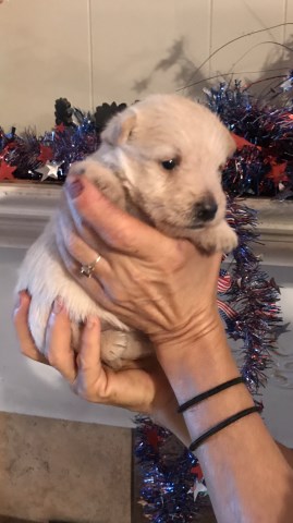 Scottish Terrier puppy for sale + 53219