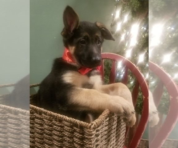 Beautiful German Shepherd Puppies AKC-In time For Christmas