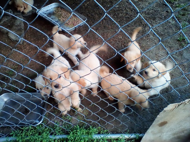 Puppies for sale