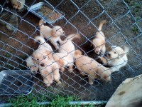 Puppies for sale Golden Retriever for sale/adoption