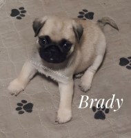Brady - Champion SIred - See Video!! Pug for sale/adoption