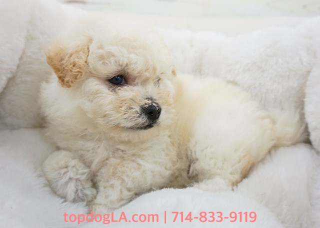 Maltipoo puppy for sale + 53084